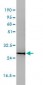 CD58 Antibody (clone 2D11-B10)