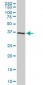 CDK6 Antibody (clone 8H4)