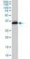 CDK6 Antibody (clone 8H4)