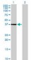 CDK6 Antibody (clone 8H4)