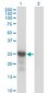 CDKN1B / p27 Kip1 Antibody (clone 4B4-E6)