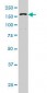 DHX9 Antibody (clone 3G7)