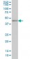 DLX2 Antibody (clone 2B12)