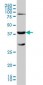GALT Antibody (clone 4C11)