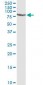 PCSK1 Antibody (clone 3D2)