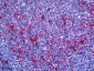GSN / Gelsolin Antibody (clone 3G5)