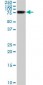 LIMK1 / LIMK Antibody (clone 1A8)