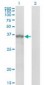SPRY1 / Sprouty 1 Antibody (clone 3H4)