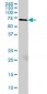 MARCKS Antibody (clone 2C2)