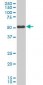 SMAD3 Antibody (clone 2C12)