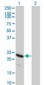 HSPB8 / H11 / HSP22 Antibody (clone 5B12)