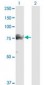 SMURF1 Antibody (clone 1D7)