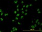 GAX / MEOX2 Antibody (clone 6A5)