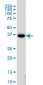 GAX / MEOX2 Antibody (clone 6A5)