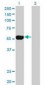 NEK2 Antibody (clone 2F6)