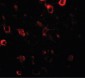 CIITA Antibody (N-Terminus)