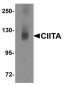 CIITA Antibody (N-Terminus)