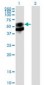 PSAP / Prosaposin Antibody (clone 1D1-C12)