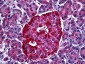STXBP1 / MUNC18-1 Antibody (clone 6D1)