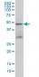 TSG101 Antibody (clone 5B7)