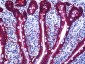 ESA / EPCAM Antibody (clone VU-1D9)