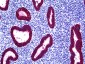 ESA / EPCAM Antibody (clone VU-1D9)