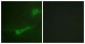 STXBP1 / MUNC18-1 Antibody (aa279-328)