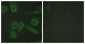 PECAM-1 / CD31 Antibody (aa686-735)