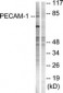 PECAM-1 / CD31 Antibody (aa686-735)