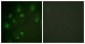 IGF2R / CD222 Antibody (aa2441-2490)