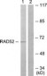 DPYSL2 / CRMP2 Antibody (aa480-529)