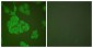 MMP11 Antibody (aa61-110)