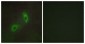 HRS / HGS Antibody (aa451-500)