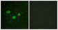 DNMT3B Antibody (aa1-50)