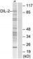 TPX2 Antibody (aa301-350)