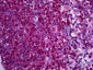 NCF1 / p47phox / p47 phox Antibody (aa341-390)