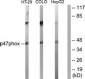 NCF1 / p47phox / p47 phox Antibody (aa341-390)