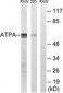 ATP5A1 / ATP Synthase Alpha Antibody (aa201-250)