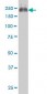 ABCC4 / MRP4 Antibody (clone 1B2)