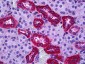 TSPO / PBR Antibody (C-Terminus)