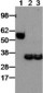 EBI3 Antibody (clone DNT27)