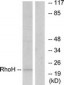 TTF / RHOH Antibody (aa141-190)