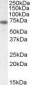 NTN1 / Netrin 1 Antibody (C-Terminus)