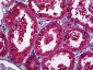 SPP1 / Osteopontin Antibody (clone X1)