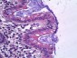 SLC12A2 / NKCC1 Antibody (Internal)