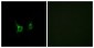 FFAR2 / GPR43 Antibody (aa271-320)