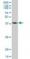 ACTB / Beta Actin Antibody (clone 1E7)
