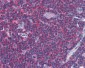 ARRB2 / Beta Arrestin 2 Antibody (clone 3G1)