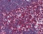 CD247 / CD3 Zeta Antibody (clone 4A12-F6)