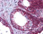 HSPA9 / Mortalin / GRP75 Antibody (aa630-679)